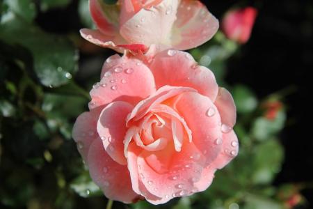 玫瑰, 粉色, 花, 绽放, 花朵, 席琳 delbard, 植物