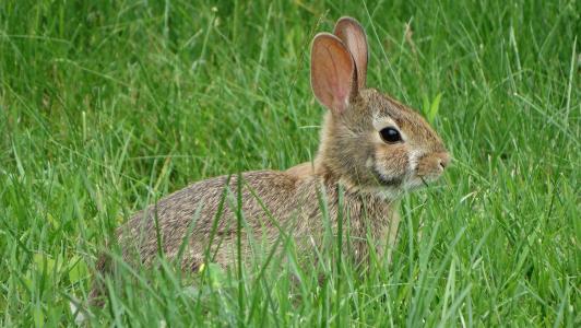 兔子, 草, 自然, 动物, 野兔, 一种动物, 动物主题