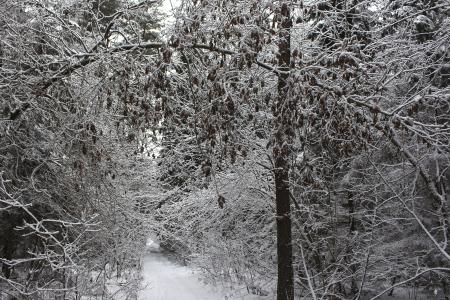 雪, 树, 木材, 户外, 森林, 白色, 蓝色