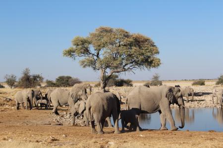 大象, 纳米比亚, 野生, 自然