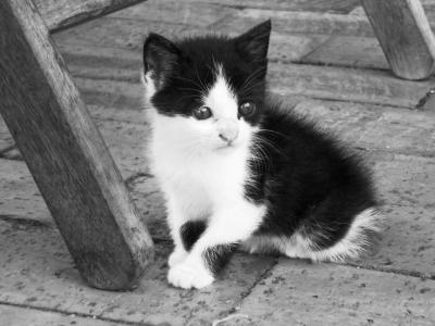 猫, 猫科动物, 宠物, 动物, 黑色和白色