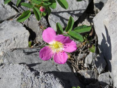 野玫瑰, 艾伯塔省花卉, 洛矶山脉, 野生花卉, 山花, 粉红色的花, 自然