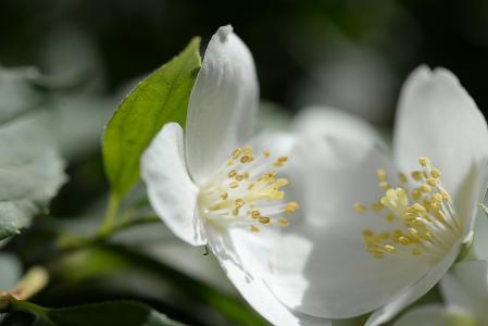 白色, 绽放, 开花, 植物, 春天, 植物区系, 花粉