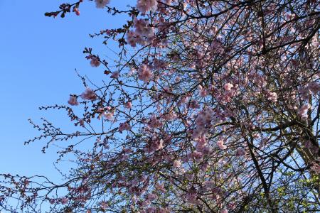 樱花, 花, 树, 春天, 粉色, 自然, 美丽