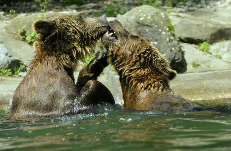 熊, 棕色的熊, 休斯 arctos, 水, 动物园, 溅, 注入