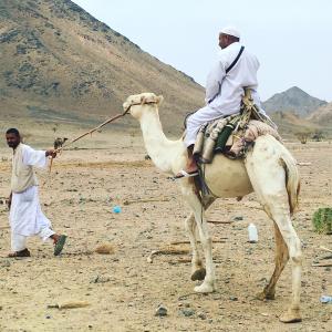 骆驼, 牧, 山, 沙漠