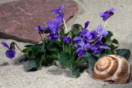 紫罗兰色, 开花, 绽放, 紫罗兰色的植物, 春天, 中提琴