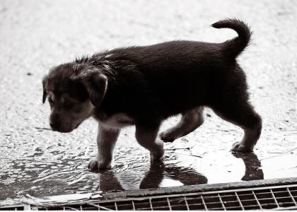 小狗, 湿法, 雨, 狗, 宝贝, 甜, 狗小狗