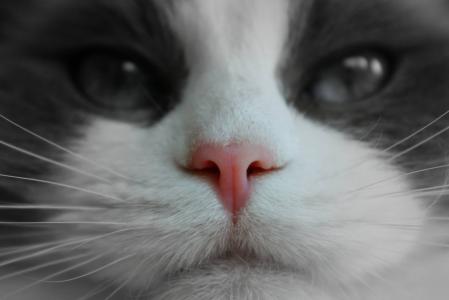 猫的脸, 粉红色的鼻子, 谱系, 宠物, 白色, 动物, 猫