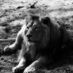 狮子, 野生动物, 摄影