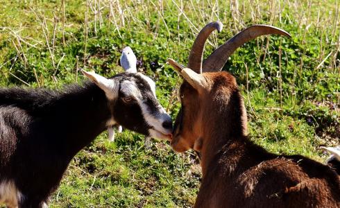 山羊, 双, 接吻, 可爱, 有趣, 自然, 在一起
