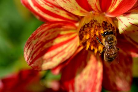 蜜蜂, 花, 忙, 花园, 昆虫, 夏季, 植物