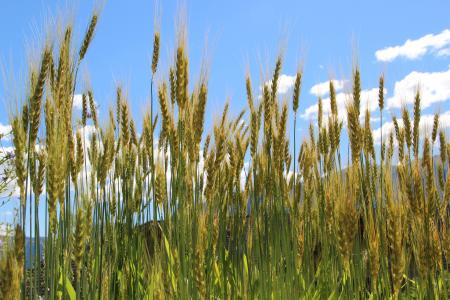 谷物, 小麦, 玉米田, 自然, 农业, 蓝色, 天空