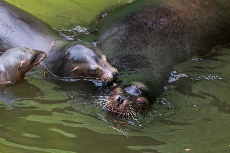 加利福尼亚海狮, 水的生物, 海洋动物, 头, 溅, 水, 游泳