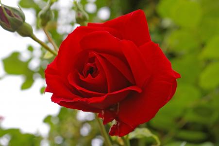 红玫瑰, 上升, 开花, 绽放, 玫瑰绽放, 香味, 美