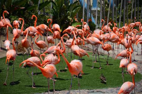 动物园动物, 鸟, 火烈鸟, 自然, 圣地亚哥动物园, 粉色, 动物群