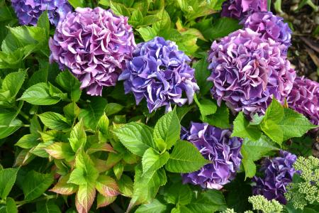 绣球花, 紫色, 绿色, 秋天, 花, 花园, 花