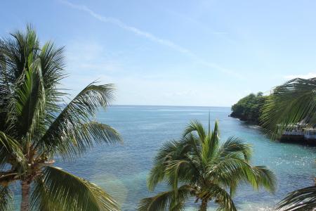 棕榈树, 水, 岛屿, 整, 加勒比海, 环礁湖, 沙子