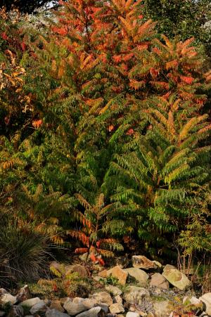 植物, 灌木, 秋天, 红色, 橙色, 绿色, 石头
