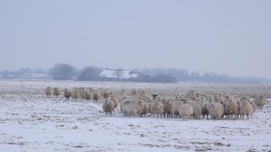羊, 草甸, 冬天, 景观, 农场