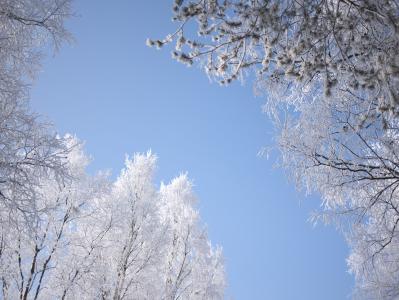 感冒, 天空, 雪, 树木, 白色, 冬天