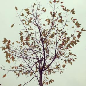 叶, 秋天, 树