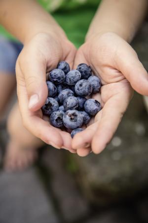 蓝莓, 水果, 水果, 美味, 食品, 营养, 红色