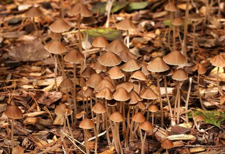 蘑菇, 森林, 秋天, 自然, 潮湿, 蘑菇, 沼地