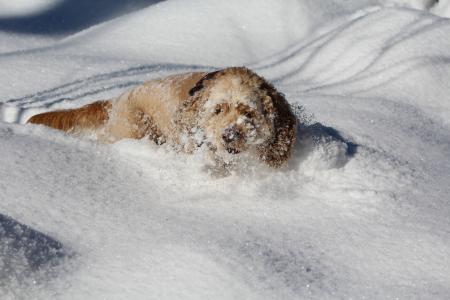 在雪地里的狗, 美国可卡犬, 冬天, 白色, 甜, 动物, 狗
