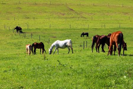 牧场, 马, 飞马牧场, 耦合, 自然, 动物, 吃草