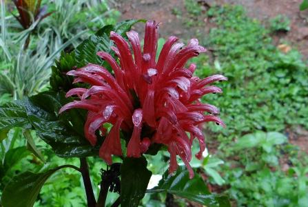 粉红色 jacobinia, 巴西羽, 国王皇冠, 羽花, 正义草, acanthaceae, 印度