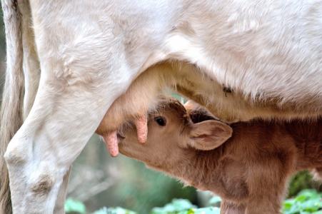 小牛, 母牛, 妈妈, 妈妈和儿子, 动物, 母乳, 乳
