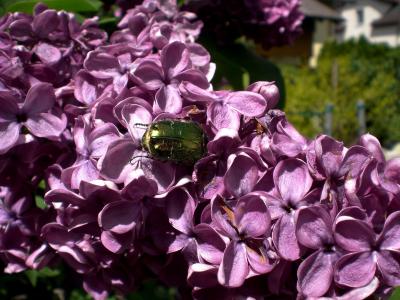 玫瑰甲虫, 闪亮的玫瑰金甲虫, 甲虫, 共同的玫瑰色甲虫, 彩虹, 绿色, 爬网
