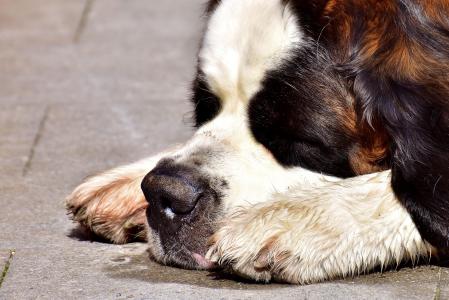 狗, 圣伯纳德 ·, 睡眠, 累了, 棕色, 动物, 休息