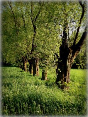 树, 柳树, 绿色, 春天, 自然