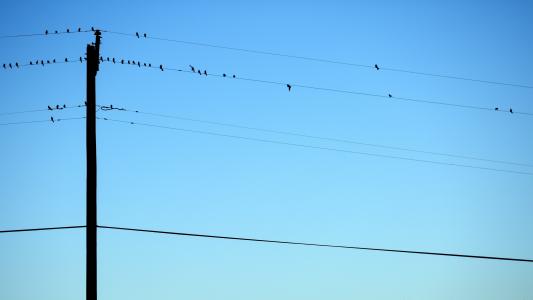 鸟类, 蓝蓝的天空, 晴朗天空, 电线杆, 电源线, 天空