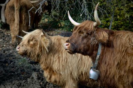 高地牛肉, 母牛, 牛肉, 蓬松, 喇叭, 苏格兰 hochlandrind