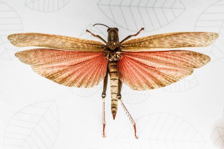 动物, 昆虫, 飞行, 翅膀, 多样性, 橙色, 美国