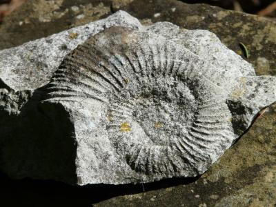 ammonit, 石化, 蜗牛, 壳, 石灰石, 化石, 石头