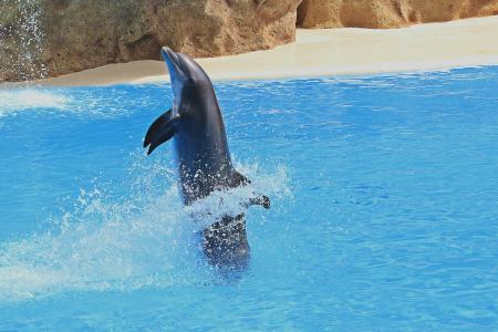 delfin, 预览, 海豚, 海豚馆, 牛群, 跳跃, 水族馆