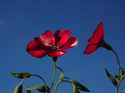 红 bi'lein, 开花, 绽放, 花, 红色, 半透明, 淡红色