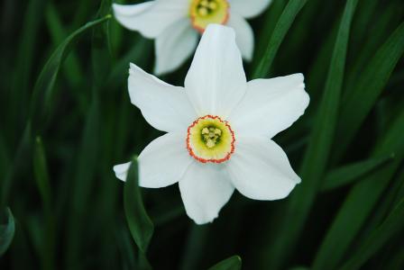 花, 开花, 白色, 花香, 绽放, 春天, 自然