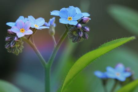 别忘了我, 开花, 绽放, 花, 蓝色, 尖尖的花, 植物