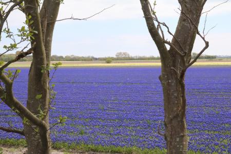 葡萄风信子, 蓝色, 领域的花, 穆斯卡里, 春天, 葡萄风信子, 春天的花朵