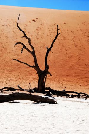 树, 沙漠, 纳米比亚, 死谷看似, deadvlei, 粘土锅, 干旱