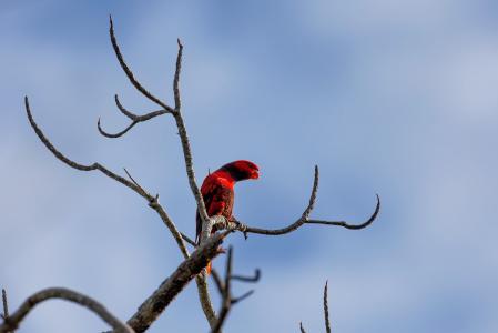 只红色的鸟, 渠道营销计划, 热带, widi 群岛, 哈马黑拉, 印度尼西亚