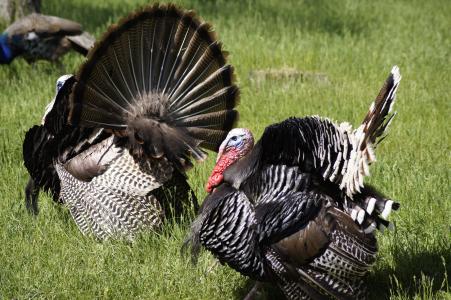 土耳其, 感恩节, 鸟