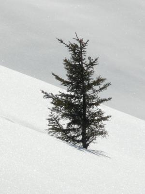 树, 冷杉, 云杉, 孤独, 白雪皑皑, 厚厚的积雪, 冬天