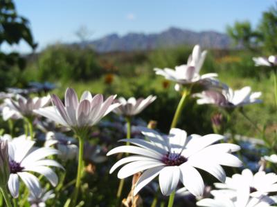 玛格丽塔, 花, 白色的花, 字段, 自然, 春天, 阳光明媚
