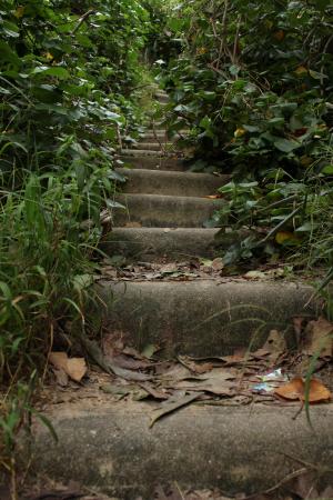 楼梯, 野生动物, 植被, 树木, 步行, 树, 分支机构